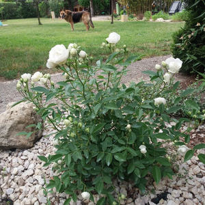Biały  - róże rabatowe polianty